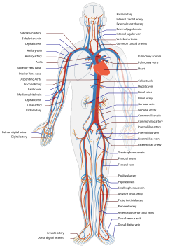دستگاه گردش خون (به انگلیسی Cardiovascular system)