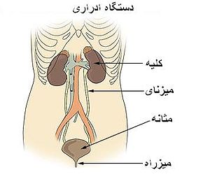 دستگاه میزش (دستگاه ادراری)