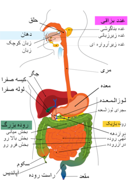 دستگاه گوارش