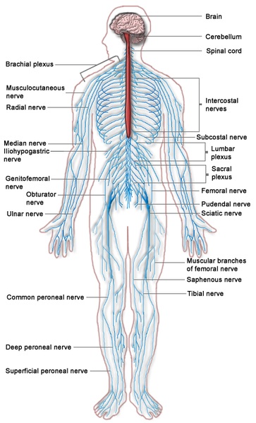 دستگاه عصبی یا سیستم عصبی یا سامانهٔ عصبی (Nervous System)