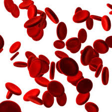 خون شناسی یا هماتولوژی (به انگلیسی: h(a)ematology)‏