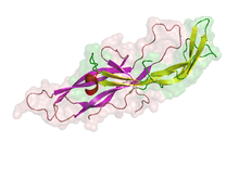 هاش سی جی یا گنادوتروپین جفتی انسان human chorionic gonadotropin (به انگلیسی: HCG)‏